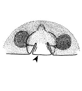 speciesimage