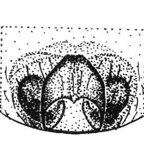 speciesimage