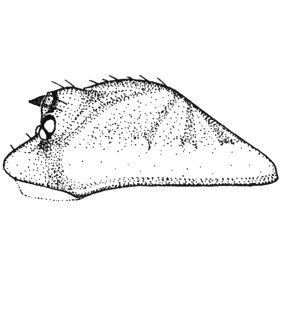 speciesimage
