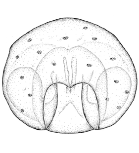 species