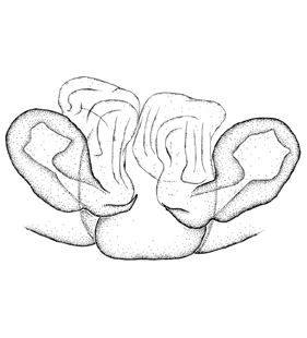 species
