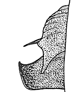 speciesimage