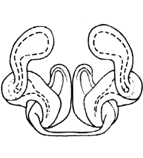 speciesimage
