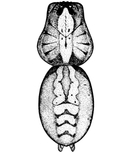 speciesimage