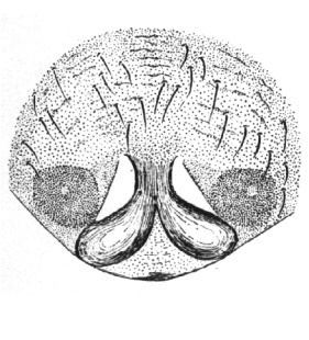 speciesimage