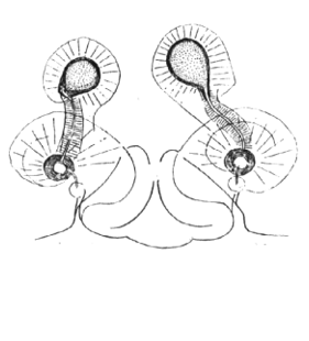 speciesimage