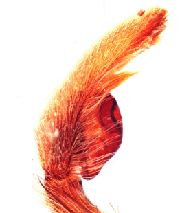 species