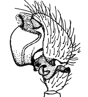 speciesimage