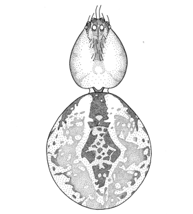 speciesimage