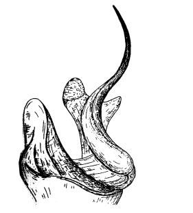 speciesimage