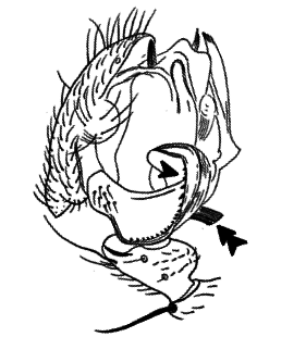 speciesimage