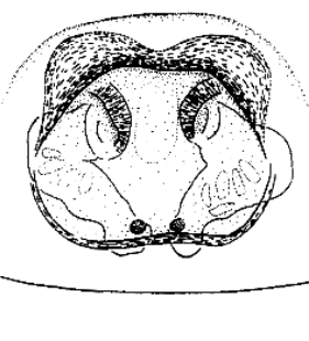 speciesimage