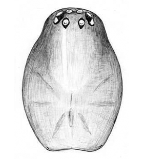 species