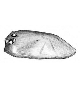 species