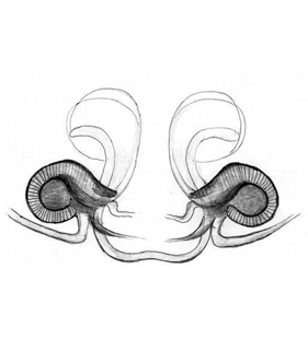 species