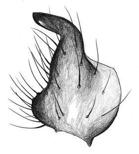 species