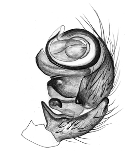 species