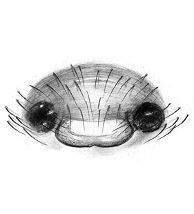 species