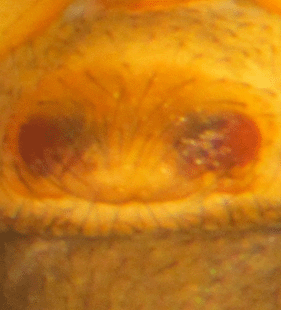 species