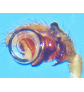 species