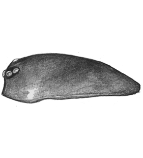 species