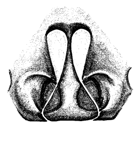 speciesimage