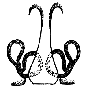 speciesimage