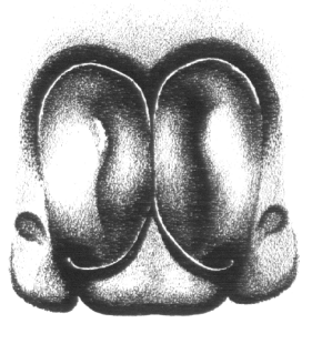 speciesimage
