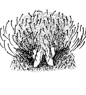 speciesimage