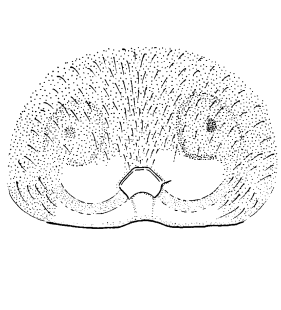 speciesimage