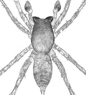 species