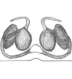 species