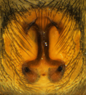 species