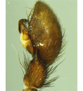 species