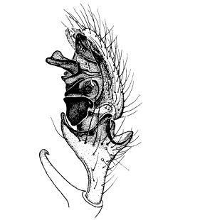 speciesimage