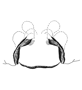 species