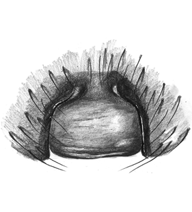 species