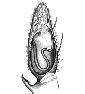 species