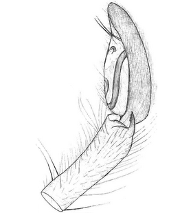 species