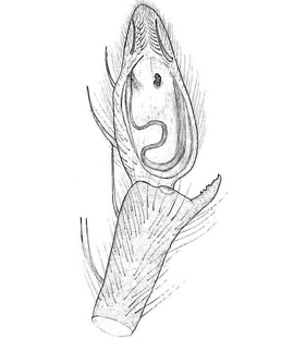 species