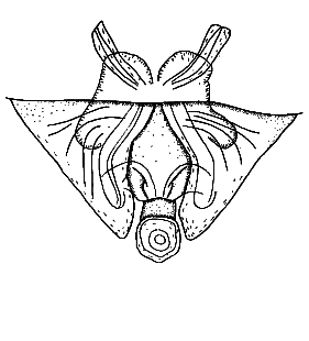 speciesimage