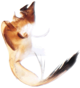 speciesimage