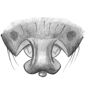 speciesimage