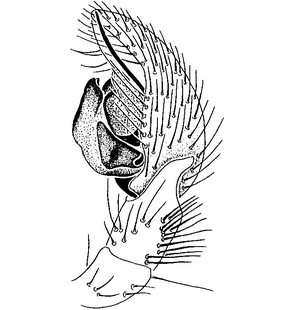 species