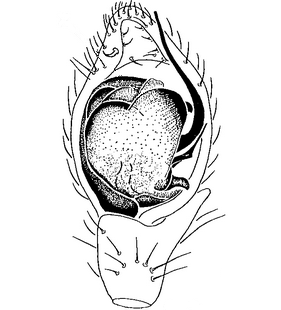 species