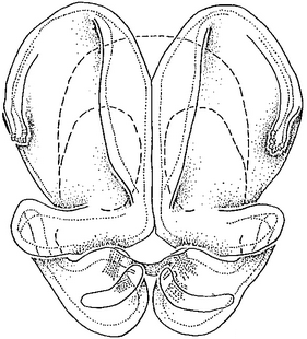 species