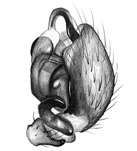 species