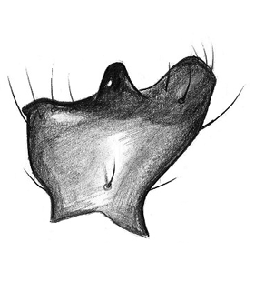 species