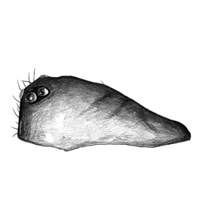 species
