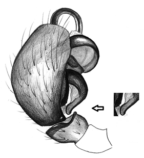 species